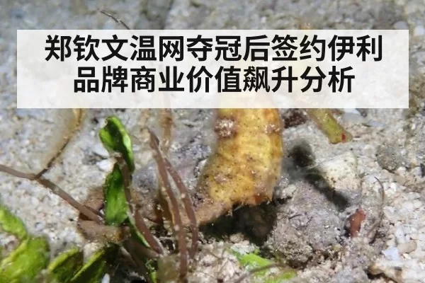 郑钦文温网夺冠后签约伊利品牌商业价值飙升分析
